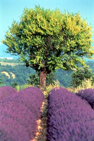 Rhone River Cruise, Provence Cruise