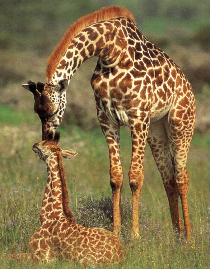 Africa Cruise