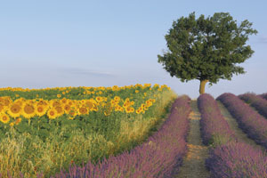 lavender001